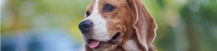 Assurance chien beagle