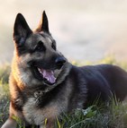 Assurance chien berger allemand