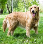 Assurance chien golden retriever