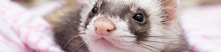 assurance furet