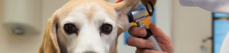 Assurance santé animale : bientôt des réseaux de vétérinaires ?