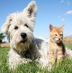 Assurone assurance animaux pour chiens et chats