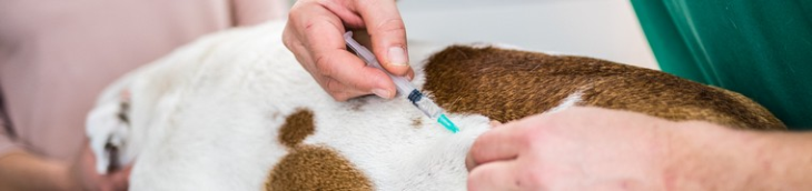 Certains animaux ne sont plus immunisés à cause de l’aversion aux vaccins de leur propriétaire