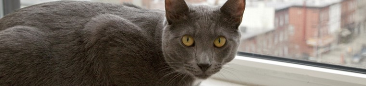 Les chats élevés en appartement sont plus sujets à des troubles du comportement