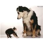 assurance chien et chat