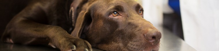 Un chien qui tombe malade juste après sa vente : le vendeur ne peut être tenu pour responsable