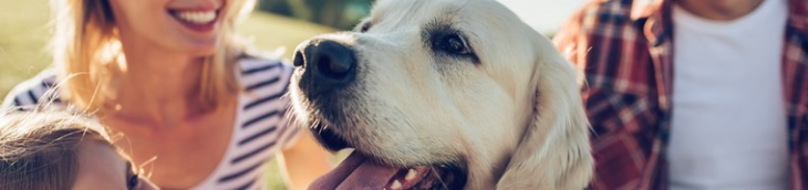 Les chiens apportent plus de joie à leurs propriétaires que les autres animaux