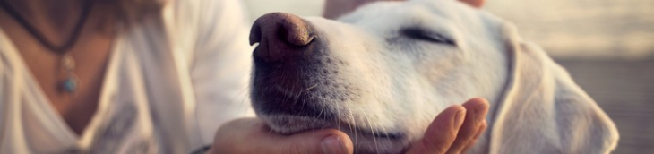 Les chiens sont sensibles à l’état de santé de leur maître
