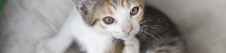 Les dispositifs anti-puces pour chiens peuvent se révéler mortels pour les chats