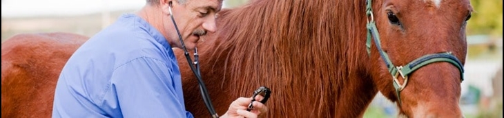 frais vétérinaire pour un cheval