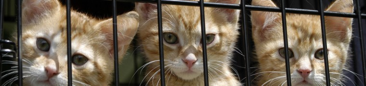 La lutte contre le trafic d’animaux de compagnie commence à prendre forme en Europe