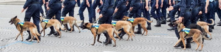 Des Marseillais veulent créer une maison de retraite pour chiens policiers