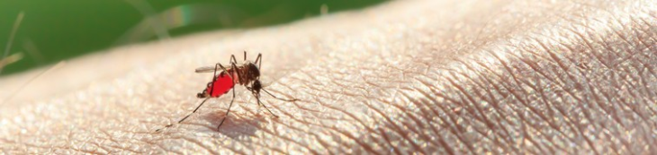 extermination moustiques Aedes aegypti
