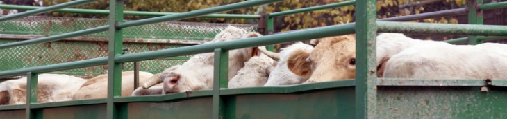 Le Parlement européen durcit les règlementations en matière de transport d’animaux vivants