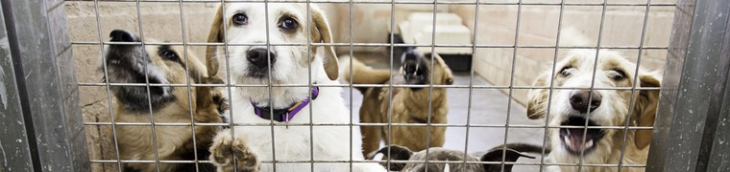 Une proposition de loi vise à renforcer la lutte contre l’abandon d’animaux domestiques