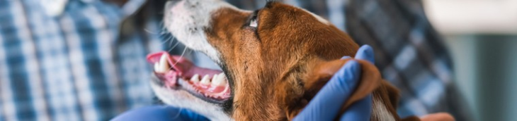 Les propriétaires de chiens peuvent recourir à plusieurs solutions pour financer les frais vétérinaires