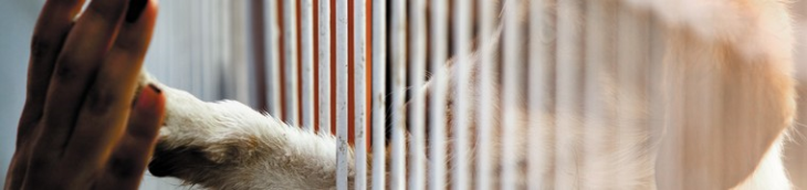 SPA encourage adoptions animaux de compagnie