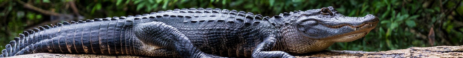 L’alligator, nouvel animal de soutien émotionnel ?