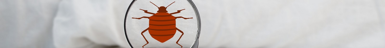 Badbugs.fr crée la première assurance contre les punaises de lit