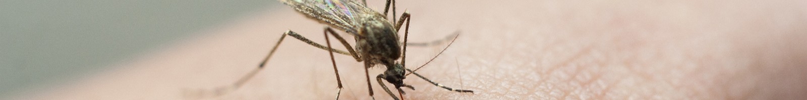 Bientôt une propagation croissante des maladies tropicales transmises par les moustiques en Europe?