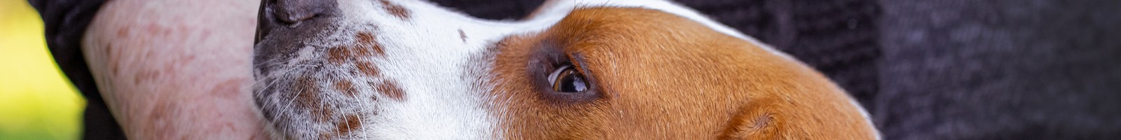 Bobi : le plus vieux chien du monde meurt à 31 ans