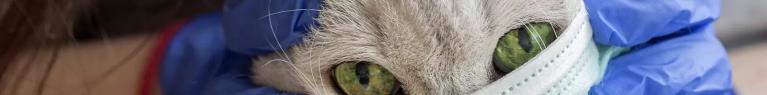 Les chats peuvent-ils réellement contracter le coronavirus ?