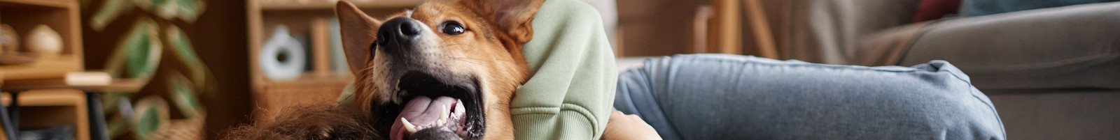 Hausse de la prime d’assurance animaux : les propriétaires doivent prôner l’union