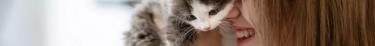 L’identification des chats domestiques est désormais obligatoire en France
