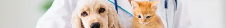 Lille compte parmi les villes françaises les moins onéreuses pour des soins vétérinaires canins