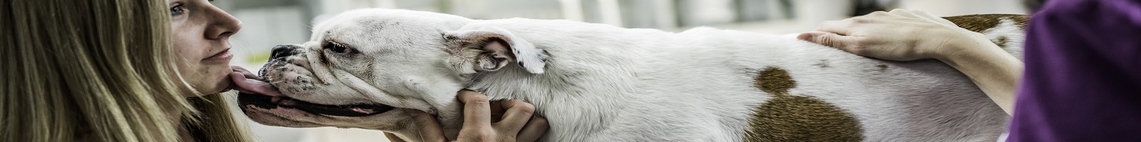Le projet Kdog expérimente le dépistage précoce du cancer du sein par des chiens