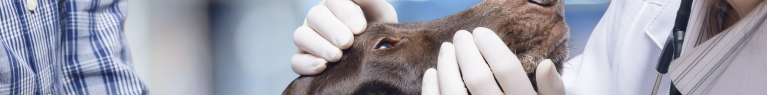 Les vétérinaires québécois sont rarement aptes à évaluer la dangerosité des chiens