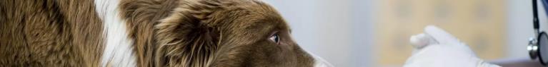 Un zoo californien inocule un vaccin particulier contre le Covid chez quelques-uns de ses animaux 