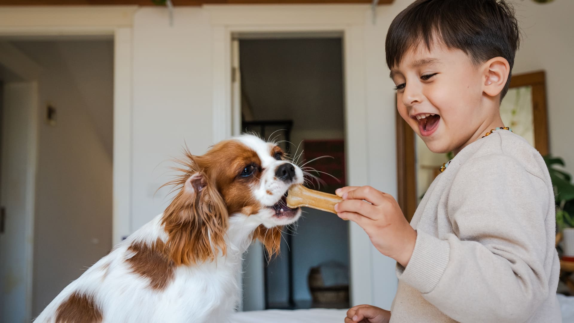 Assurance chien cavalier king charles