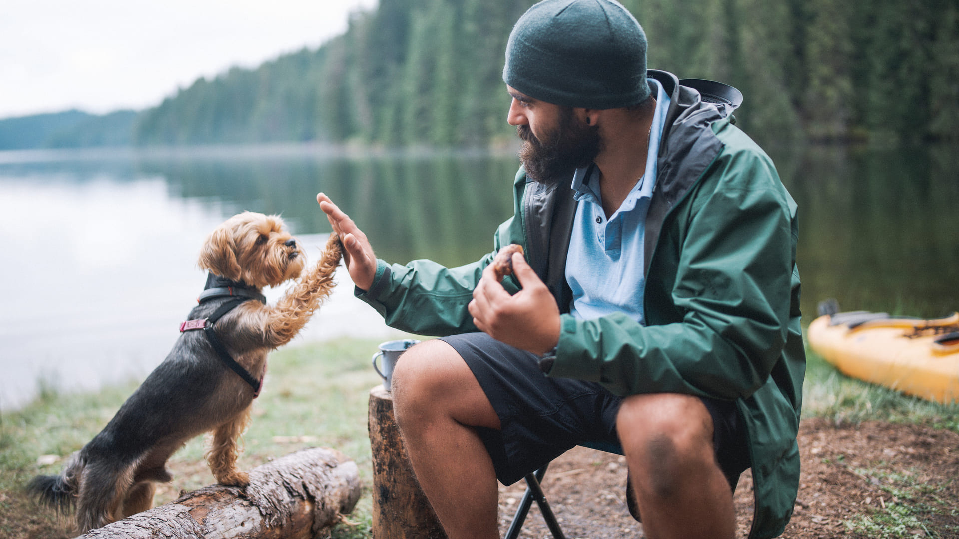 Assurance chien yorkshire terrier