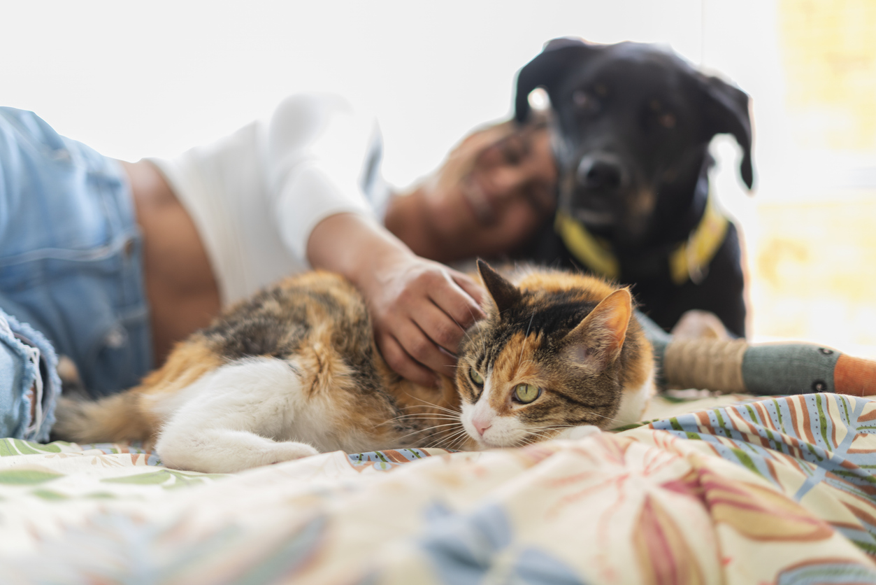 Les dommages causés par l'animal d'un membre de ma famille sont-ils couverts par sa responsabilité civile ?