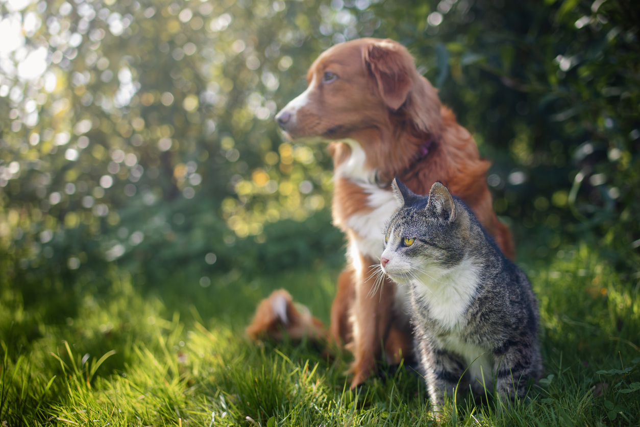 Dois-je avertir mon assureur de l'acquisition d'un chien ?