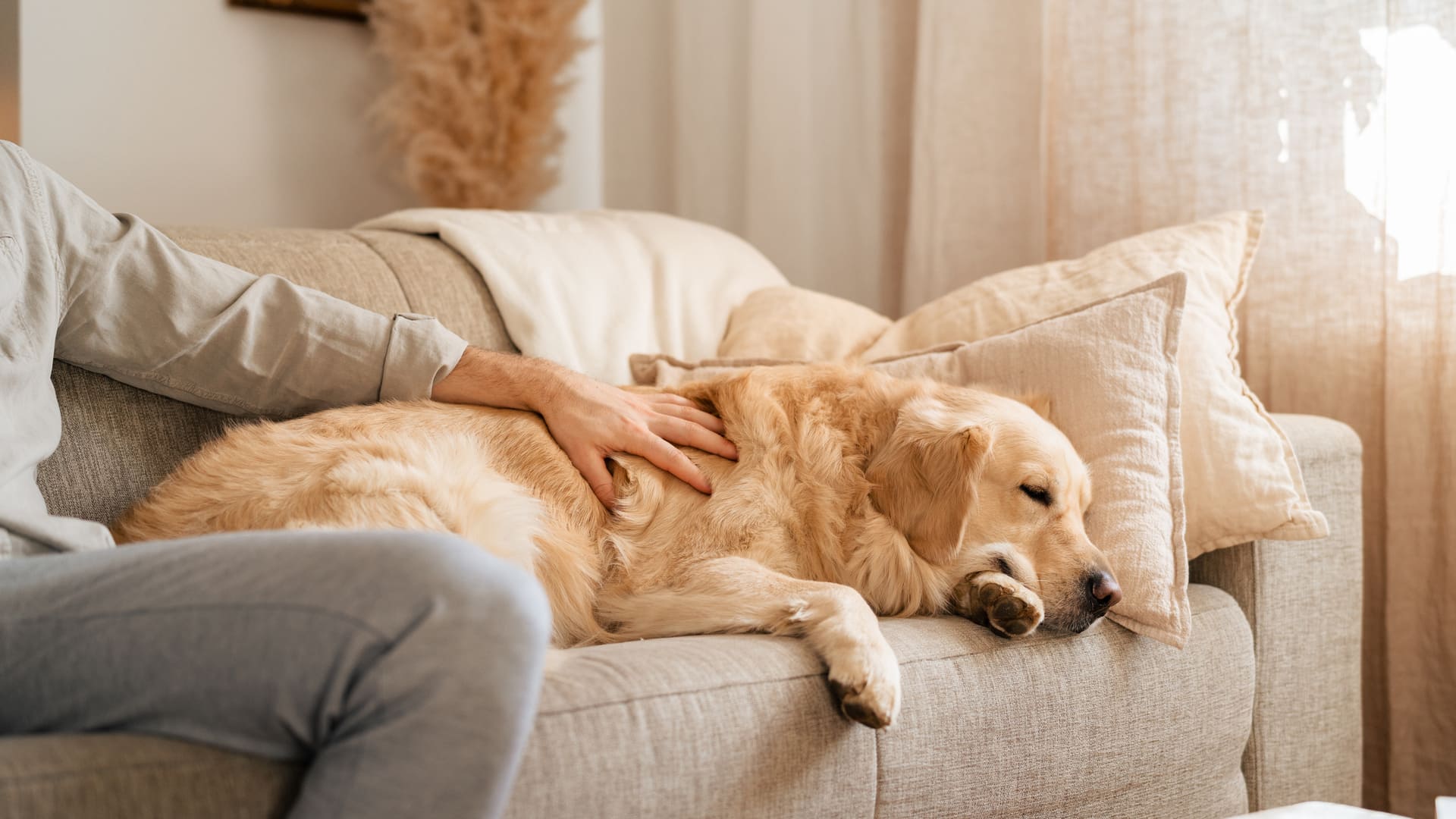 Assurance chien golden retriever