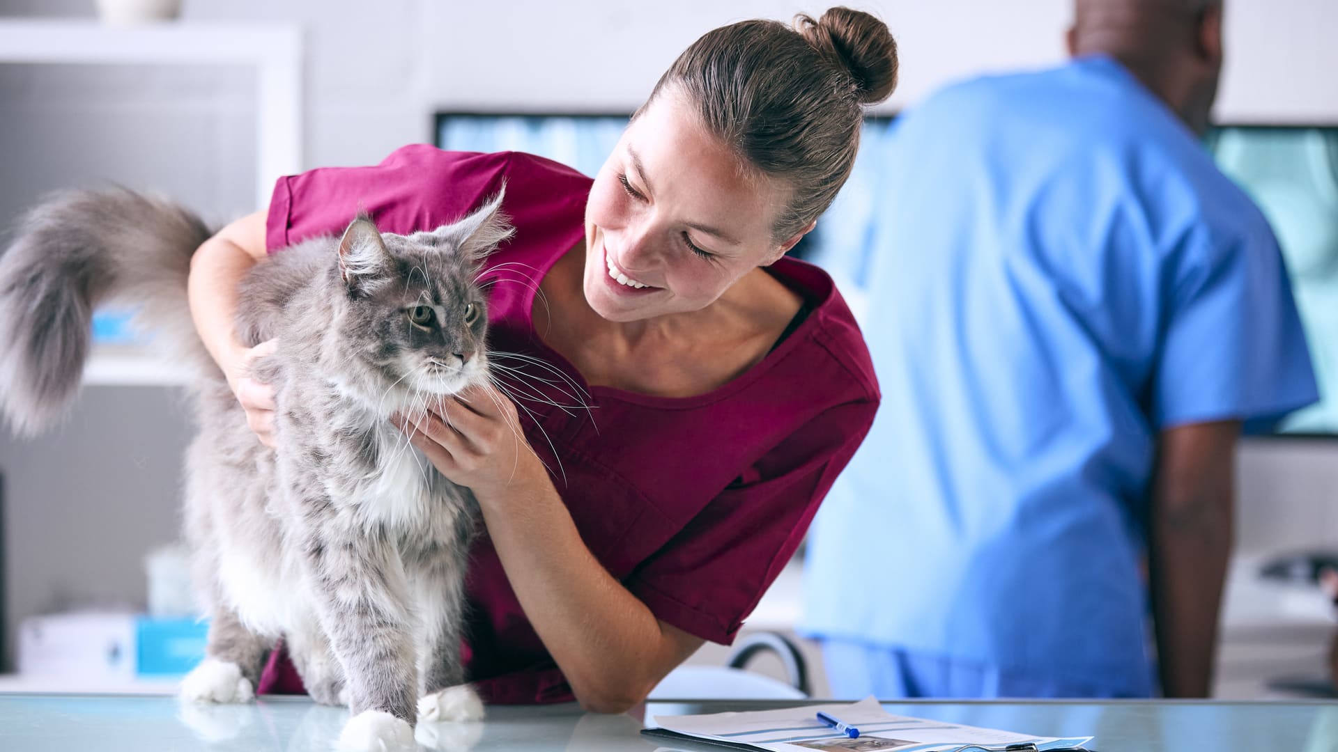 Abcès chez le chat