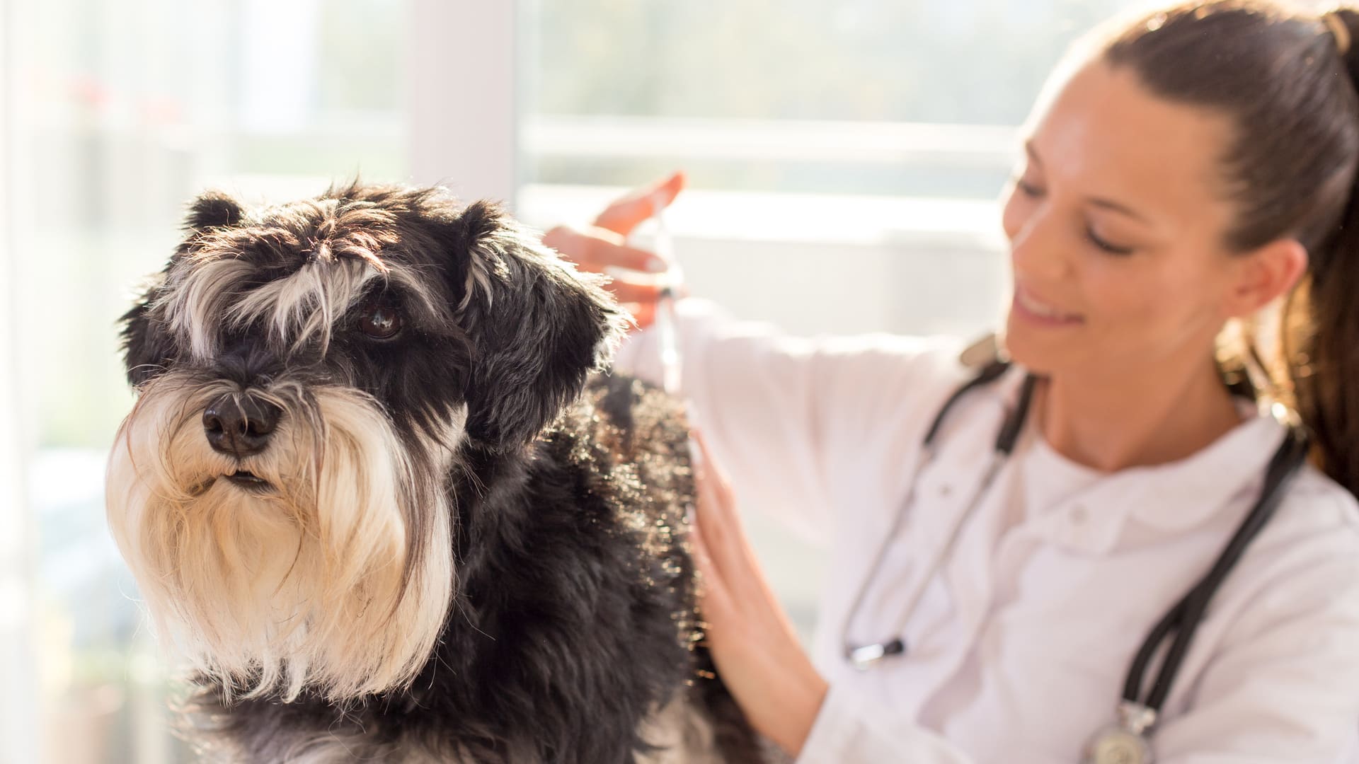 Les allergies chez le chien 