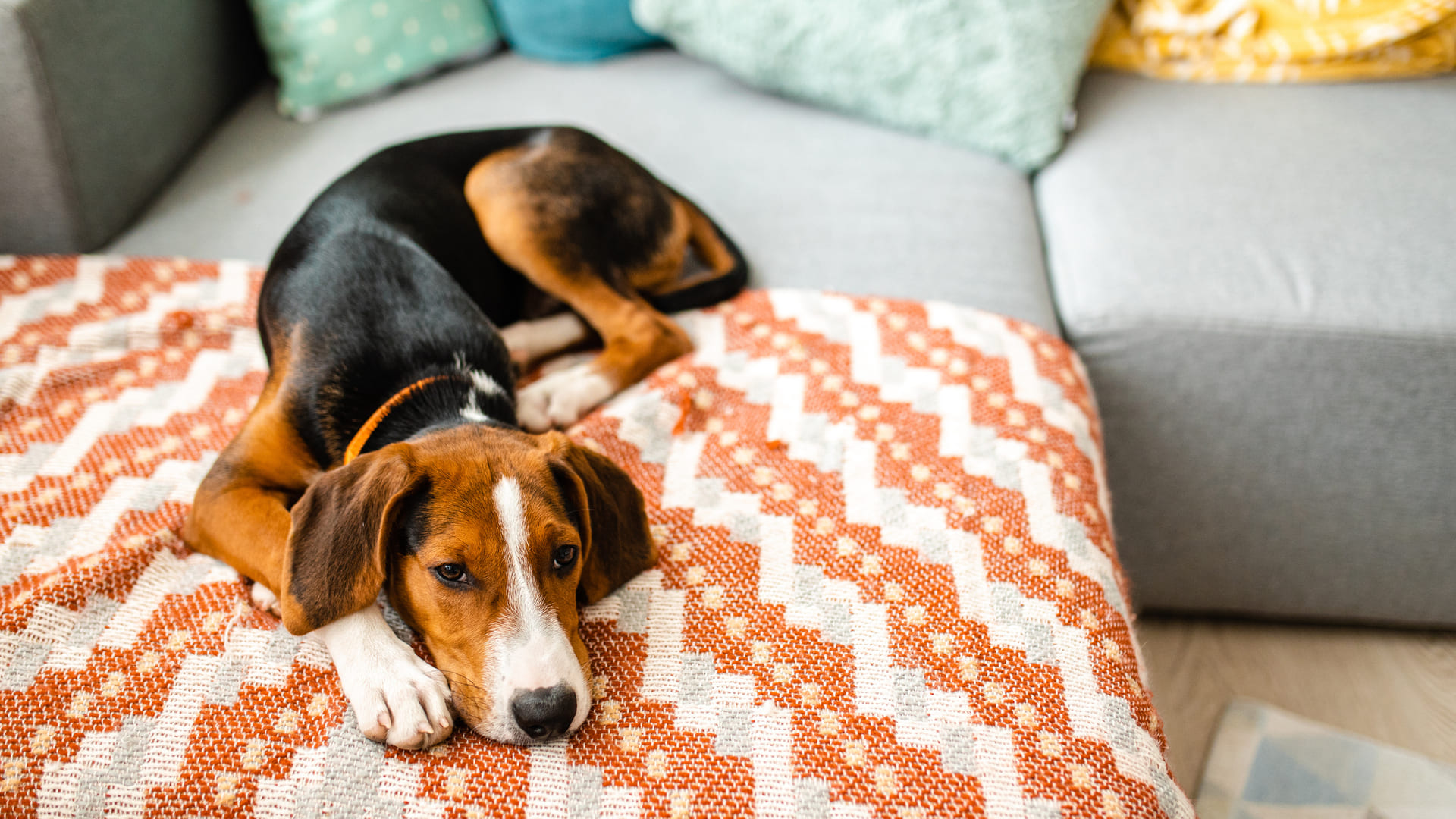 L'anxiété de séparation chez le chien