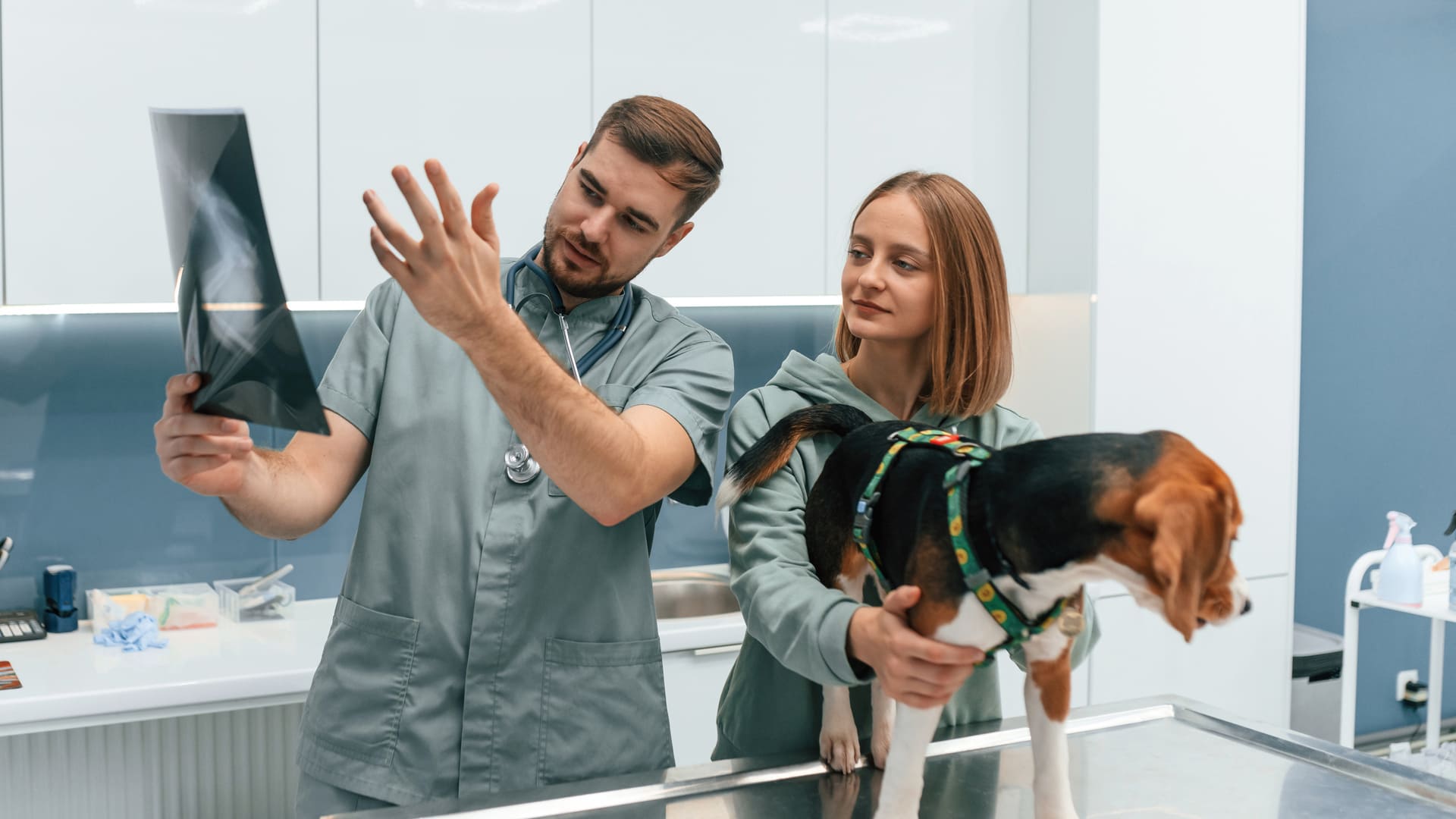 Arthrose chez le chien