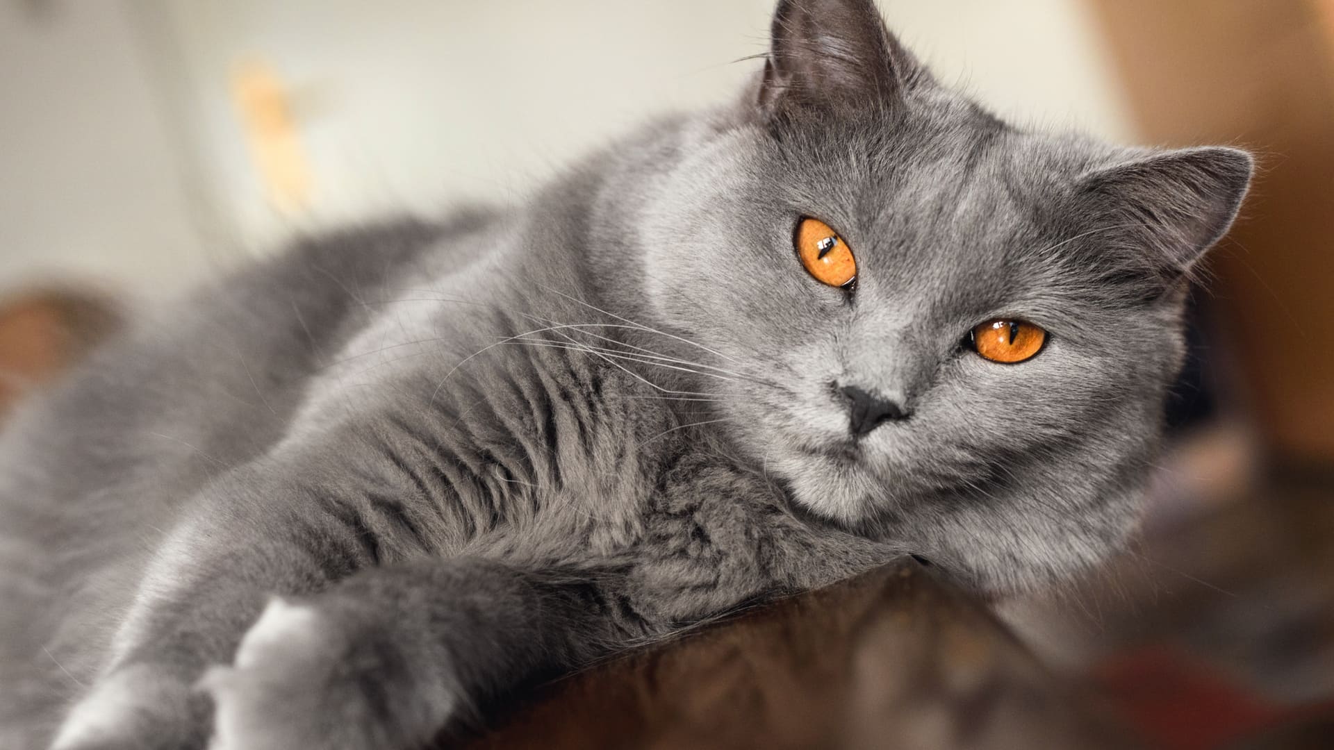 chat chartreux