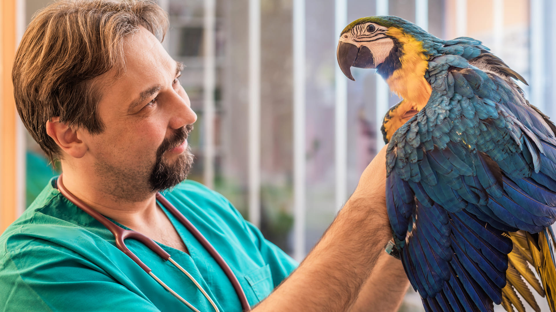 assurance pour perroquet