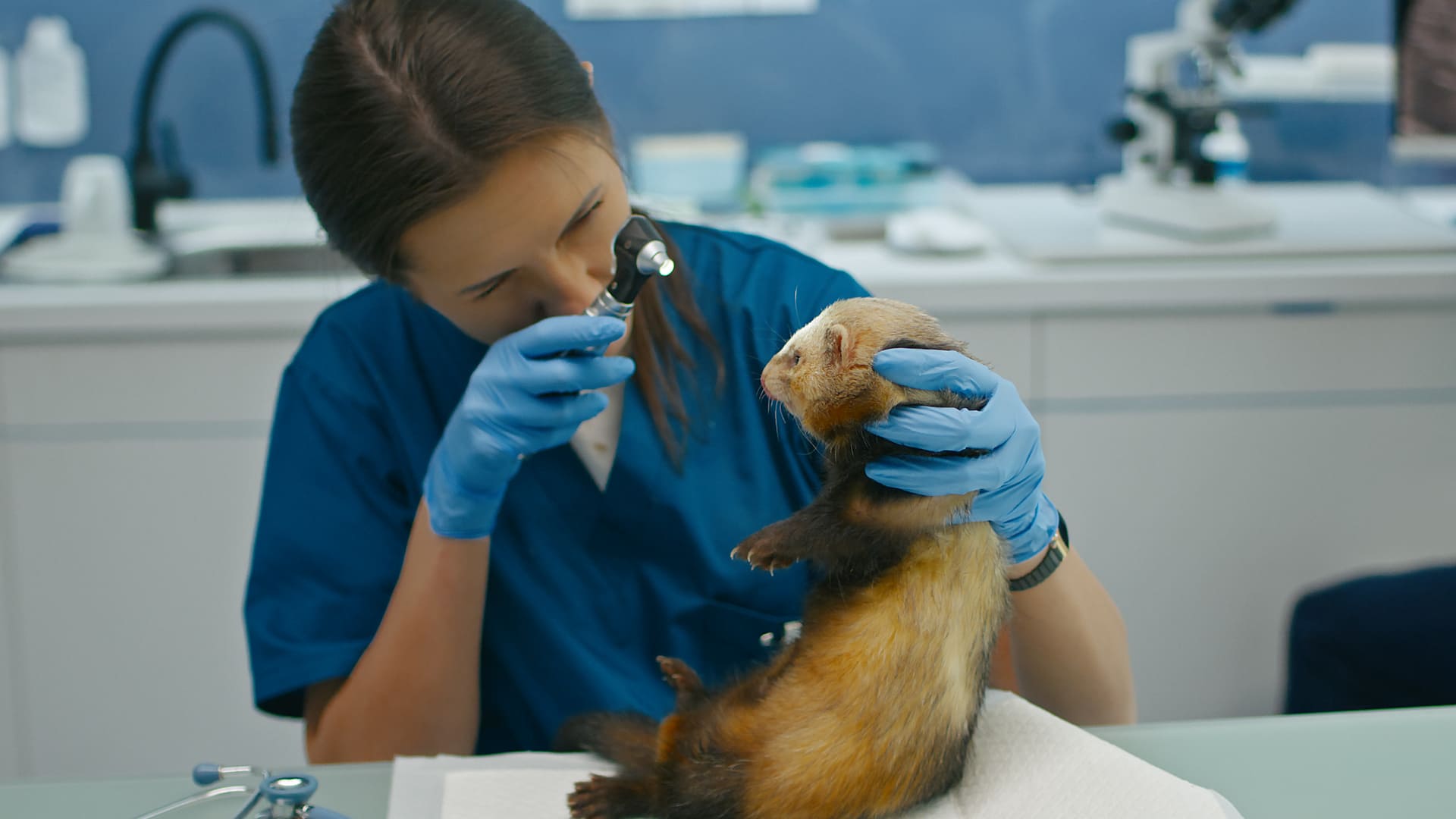 assurance furet