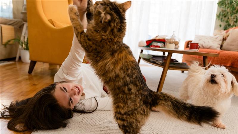 Baromètre de l'assurance animaux avril 2026