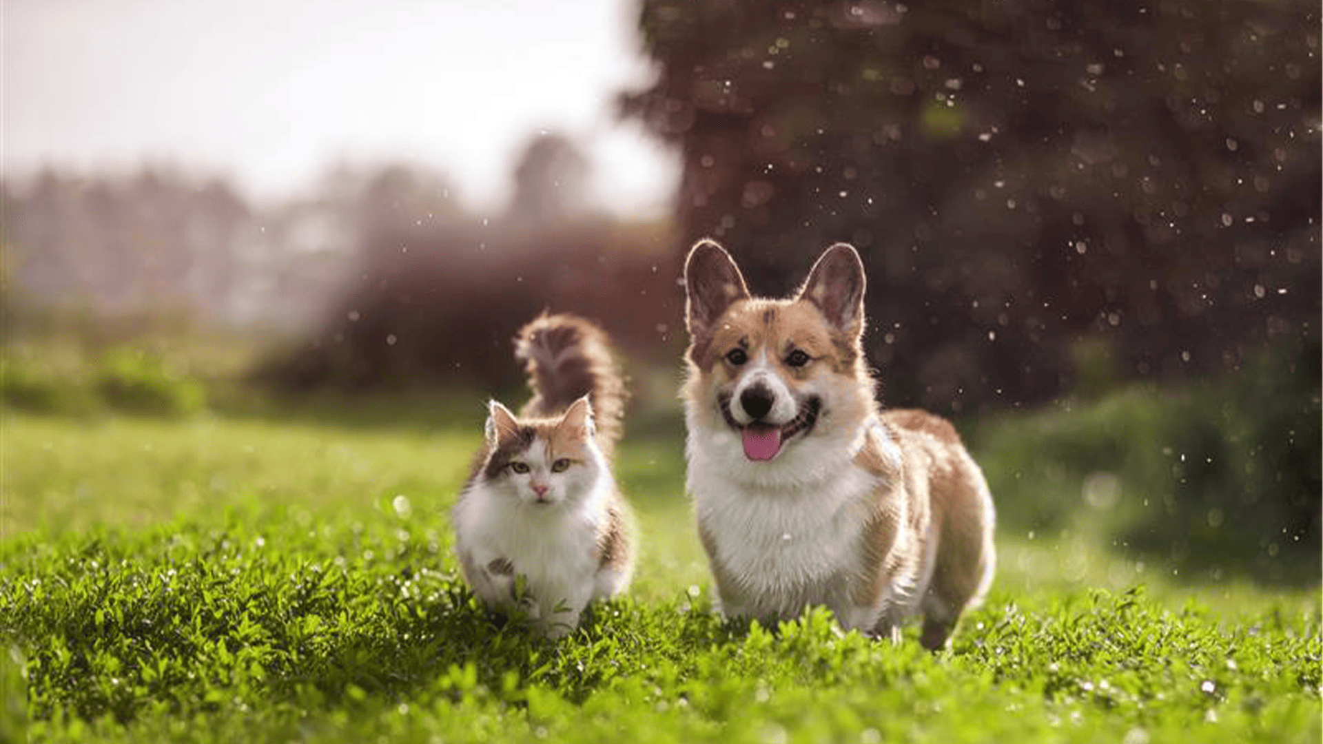 Baromètre de l’assurance animaux : les chiffres du mois de juillet 2025