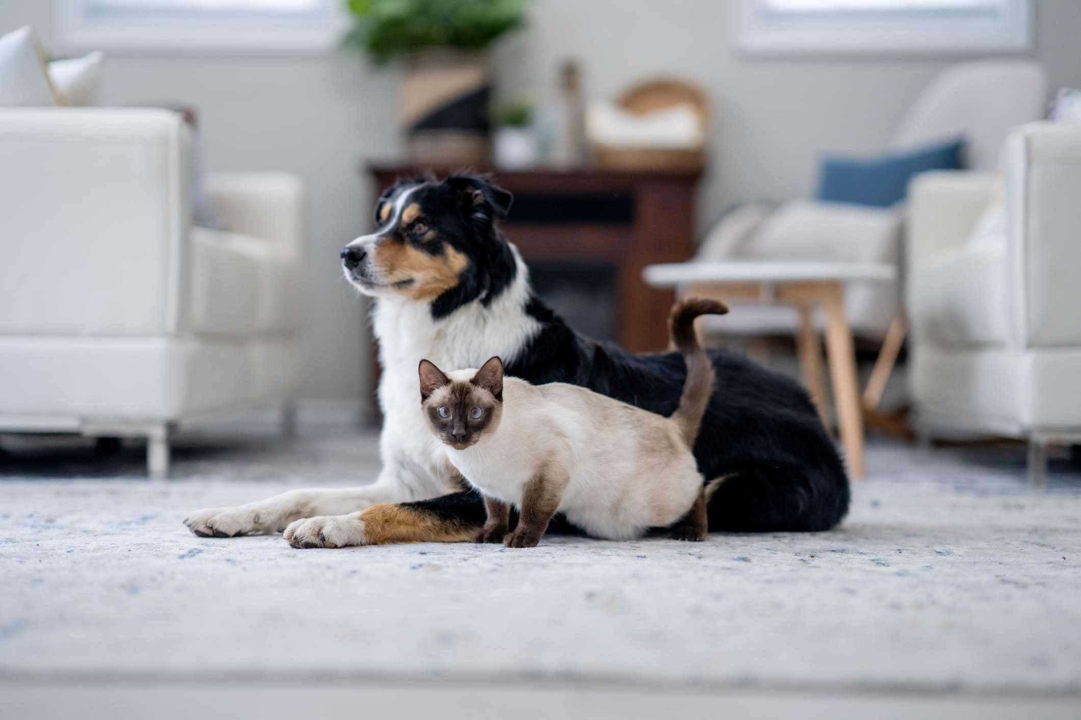Baromètre de l'assurance animaux octobre 2025