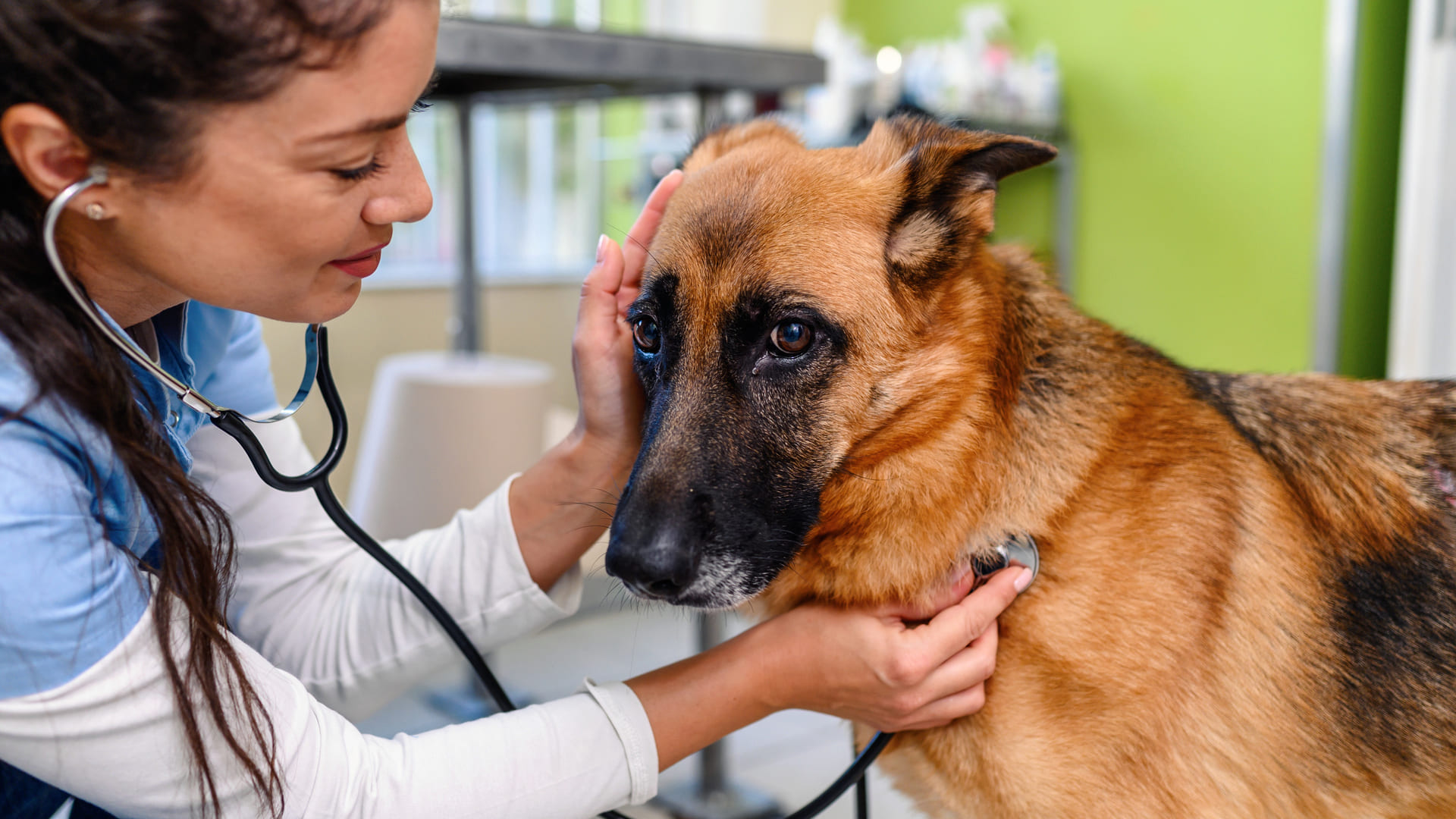 Assurance chien berger allemand