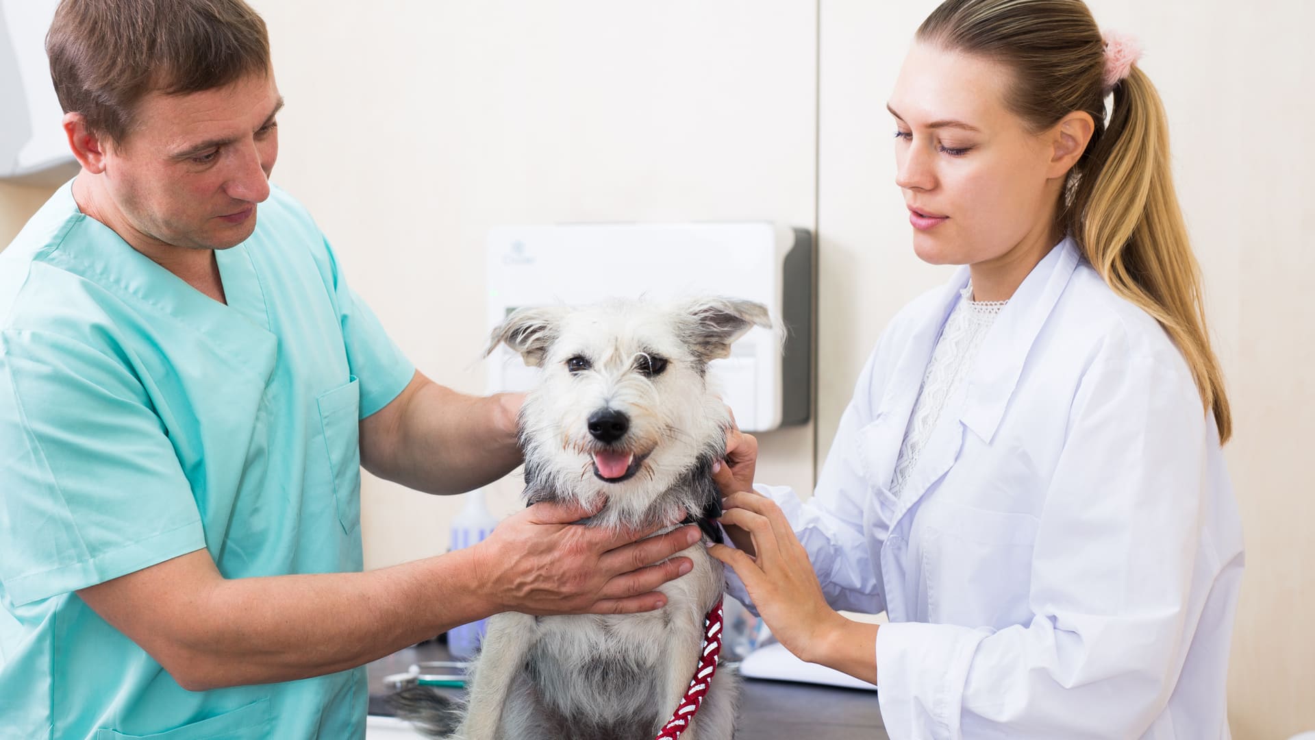 Cancer des testicules chez le chien