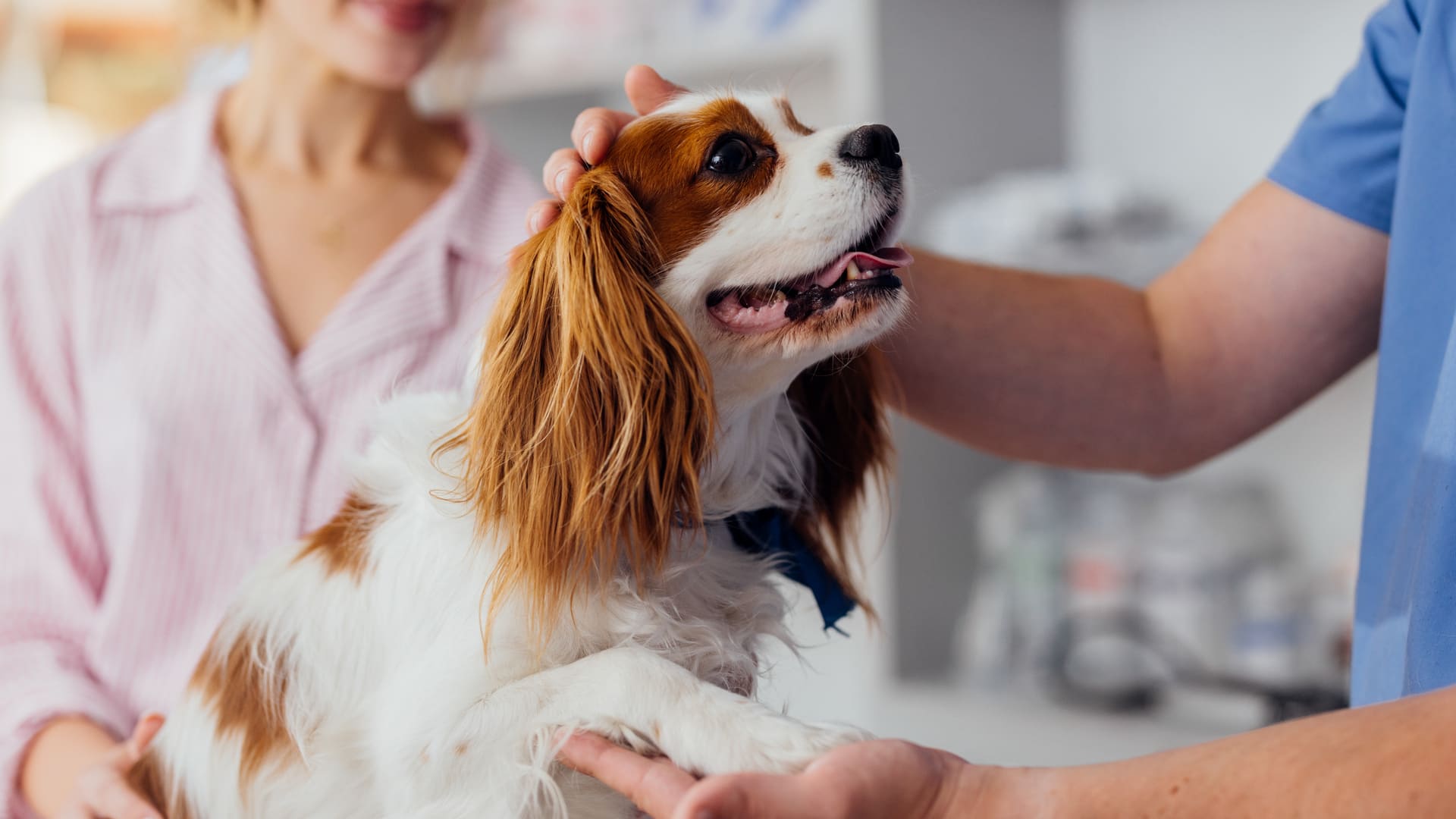 Cardiomyopathie dilatée (CMD) chez le chien
